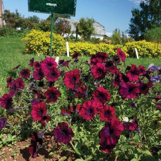 Easy Wave Burgundy Velour Petunia Thumbnail